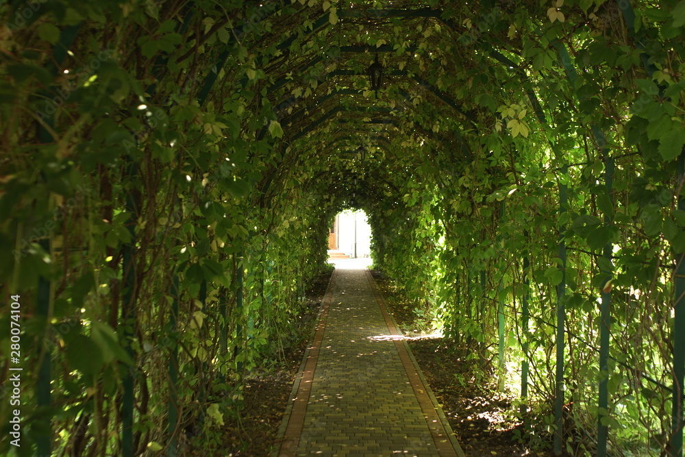 Green tunnel. Beautiful green garden tunnel