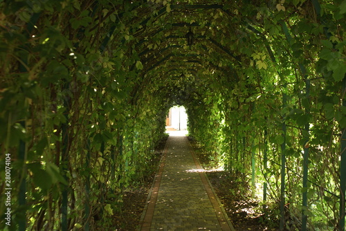 Fototapeta Naklejka Na Ścianę i Meble -  Green tunnel. Beautiful green garden tunnel