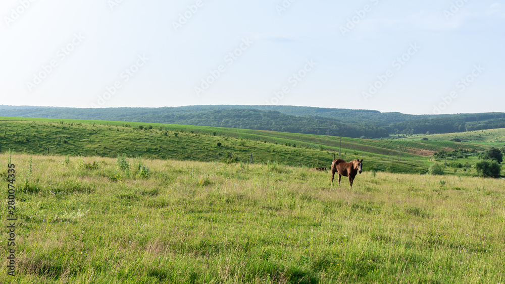 Horse graze in the meadow, fields and meadows, landscape Horse graze in the meadow, fields and meadows, landscape