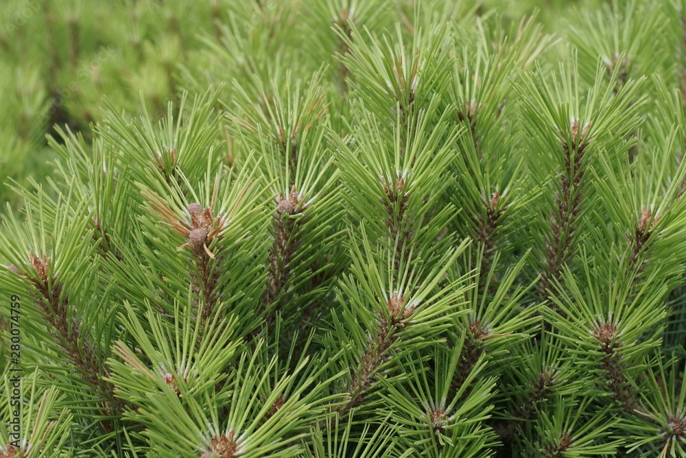 Many pine branches are background