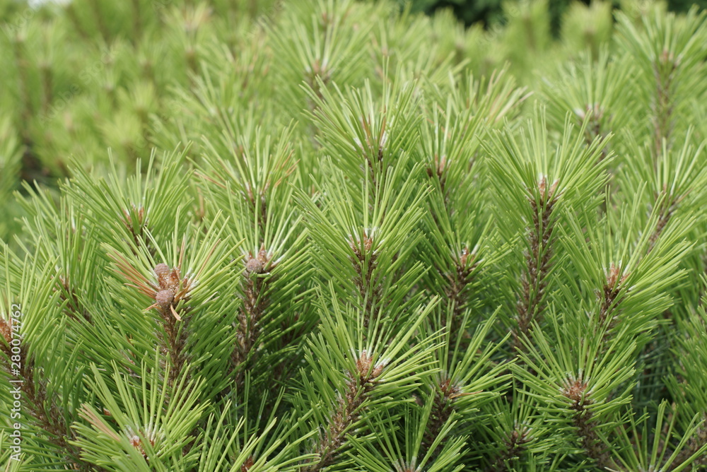 Many pine branches are background Many pine branches are background