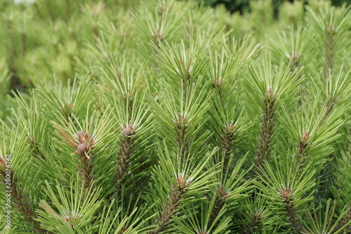 Many pine branches are background