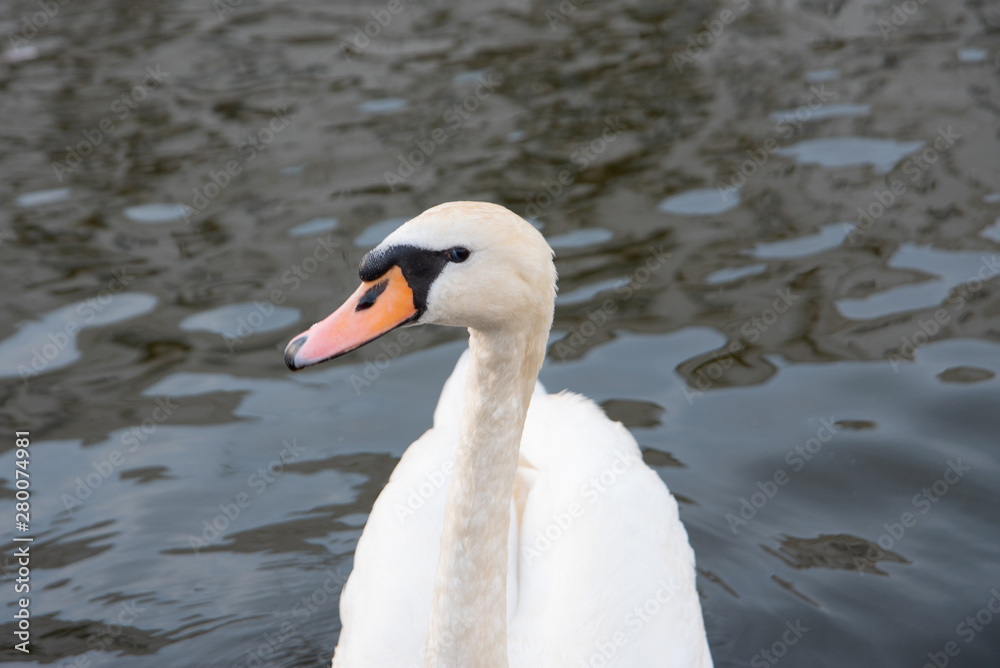 White swan swimming in the lake. Elegant bird White swan swimming in the lake. Elegant bird
