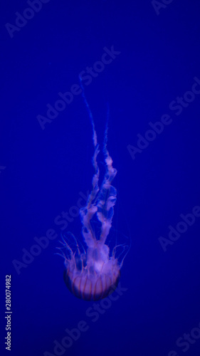 Medusa flotando hacía abajo © Miquel