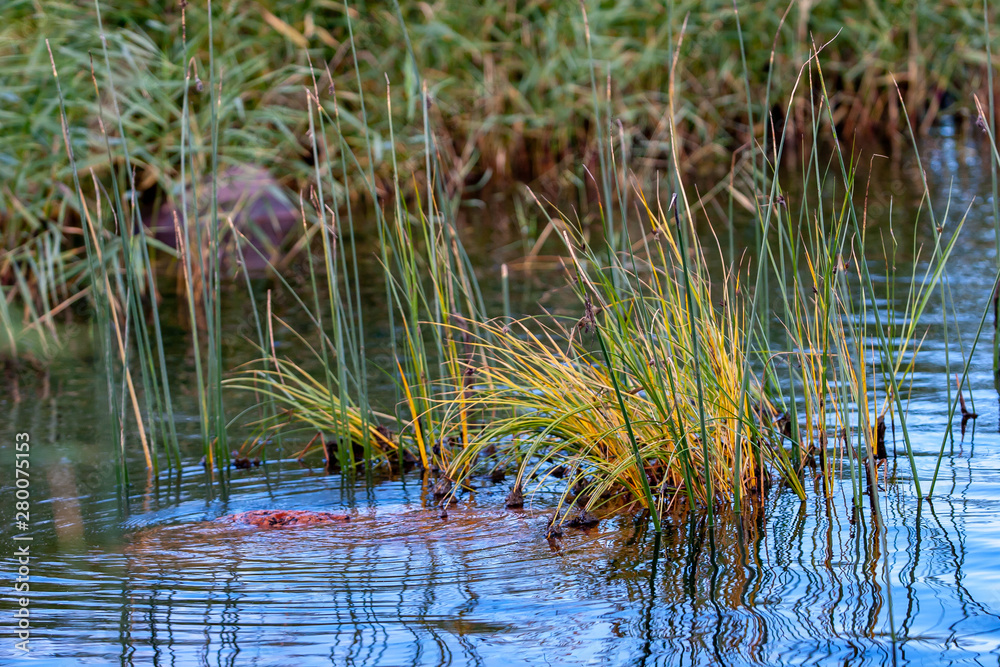 Fototapeta premium Green tufts of grass sticking out of the water. Under the water lies a stone, near the ripples. On a blurred background grass. Selective focus.