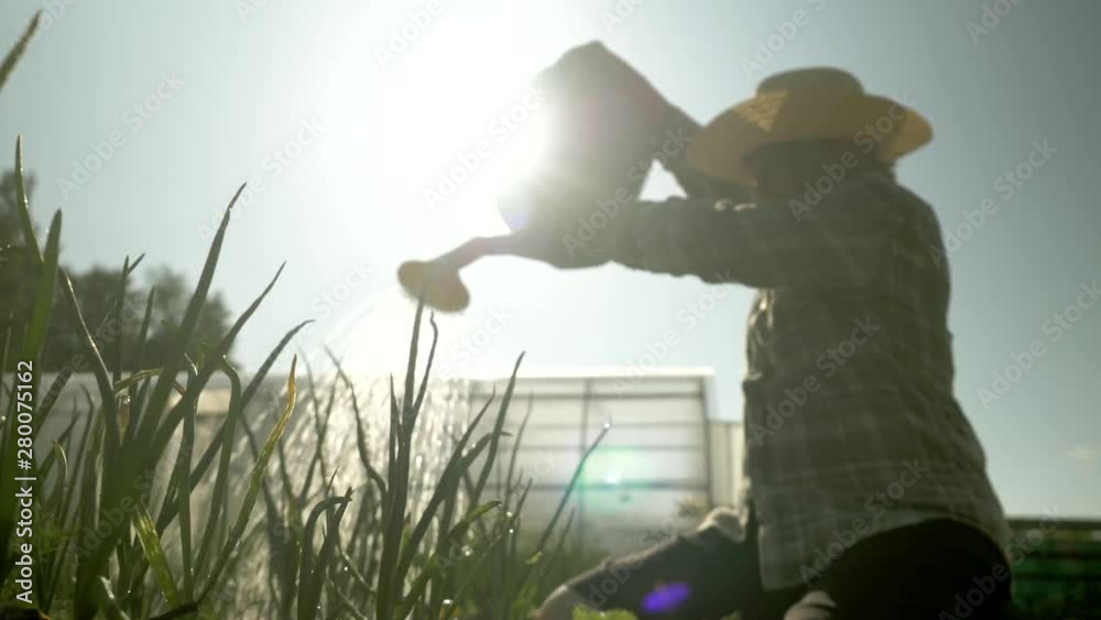 Female senior farmer working in her garden watering vegetables, bushes and herbs growing. 80 years old woman using watering can, authentic real video. Female senior farmer working in her garden watering vegetables, bushes and herbs growing. 80 years old woman using watering can, authentic real video.