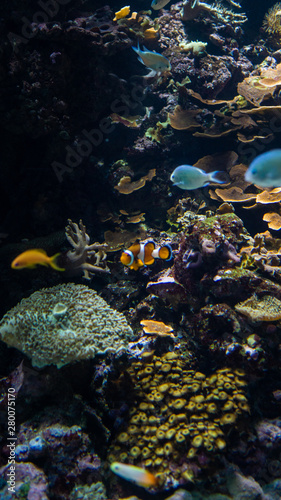 Clownfish among corals