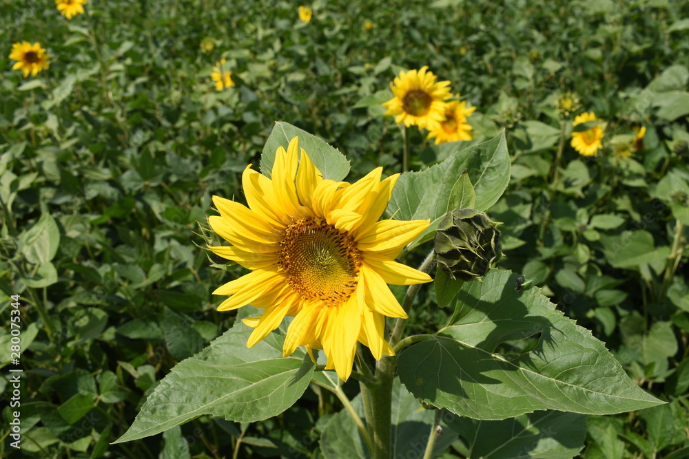 Obraz premium field of blooming sunflowers on a background sunset