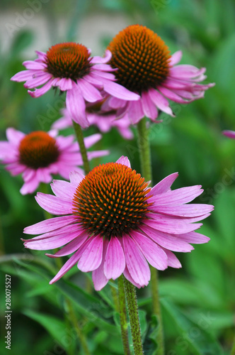 Bloom in nature Echinacea purpurea