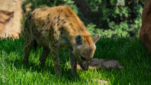 Hyena sniffing food