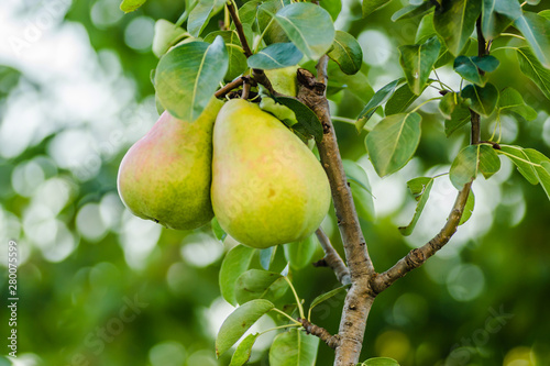Mature fruits pear tree canopy