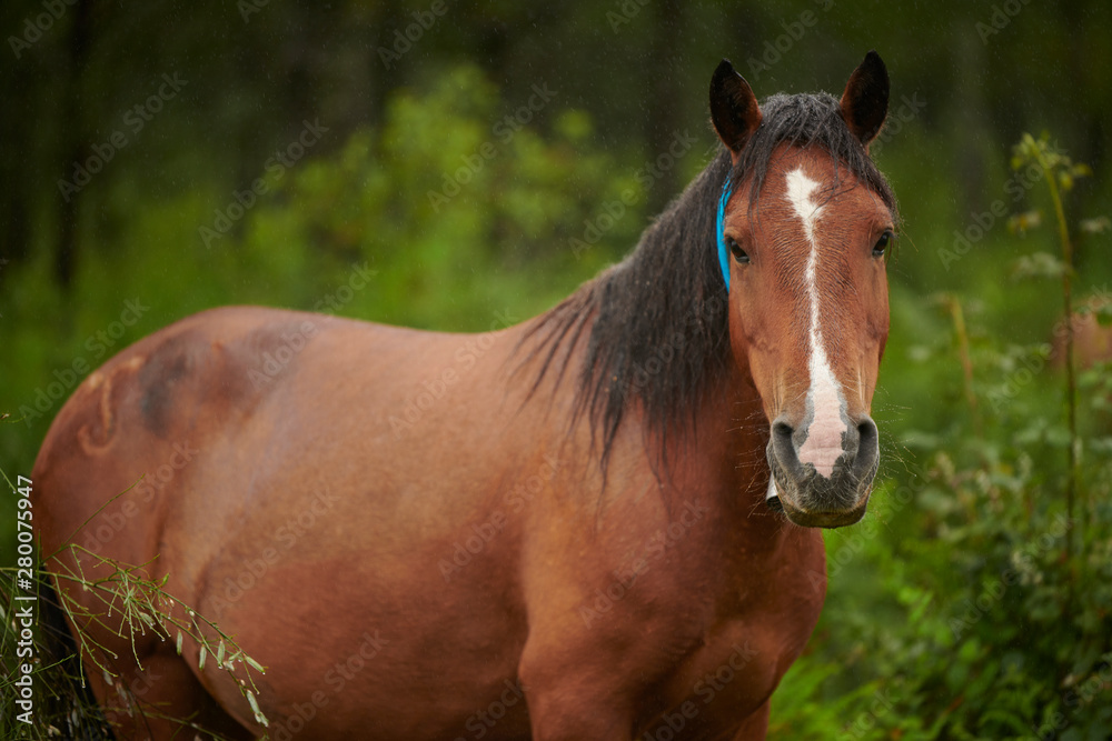 Fototapeta premium Caballos salvajes en la naturaleza