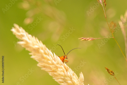 Le téléphore fauve, un insecte de nos campagnes photo