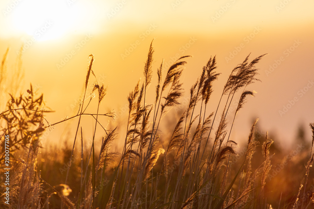 Reed in the rays of a golden sunset as background