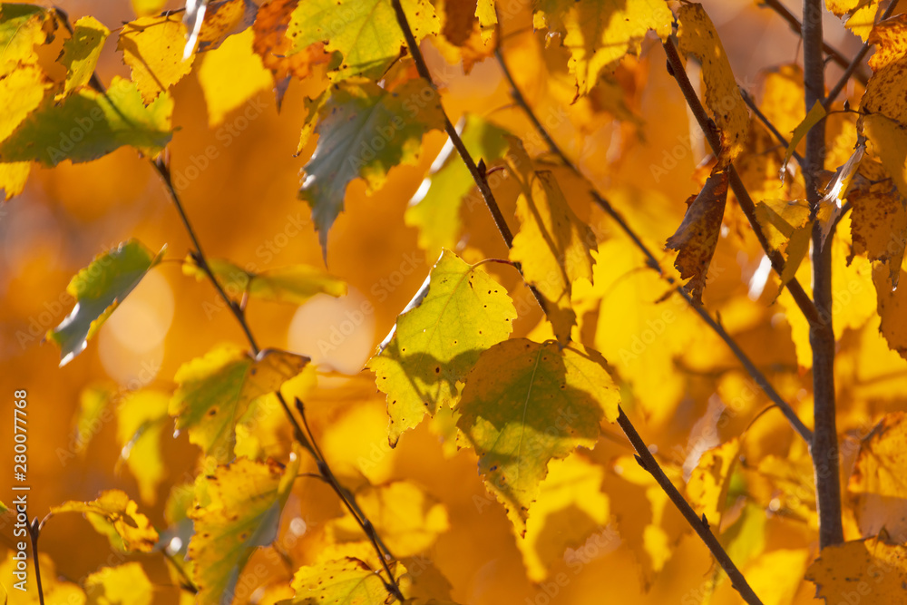 The leaves on the branches of birch