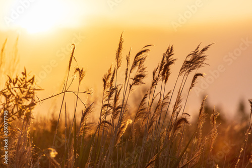 Reed in the rays of a golden sunset as background