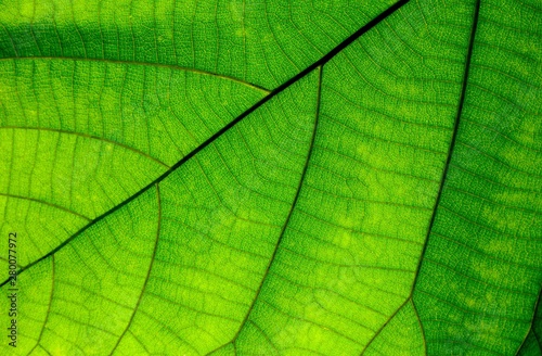 Close up on green leaf texture (background)
