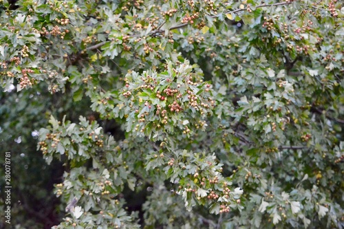 berries