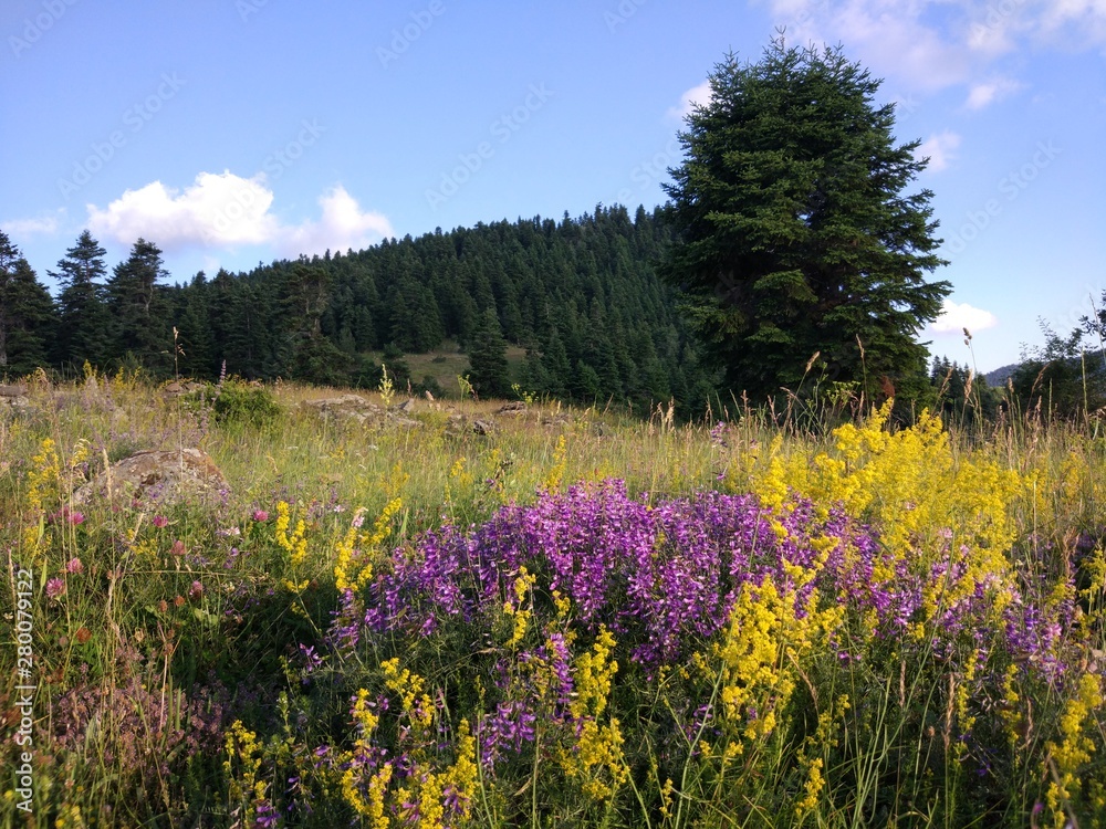 Forest on the top of a hill Forest on the top of a hill