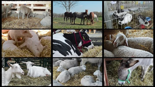 Multiple screens of farm animals, livestock concept