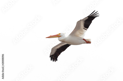 Bilde på lerret Open Winged Pelican on White Background