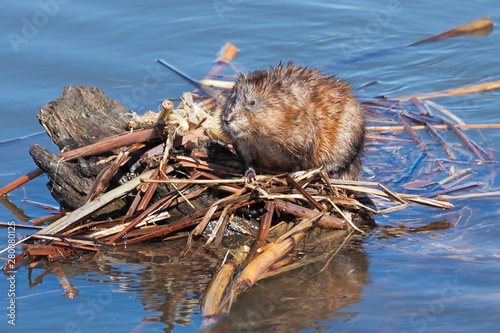Wary Muskrat photo