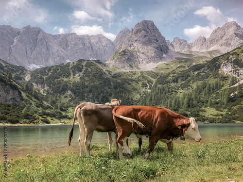 Kühe in den bayerischen Alpen
