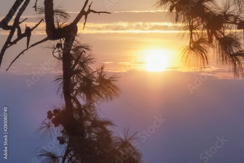Silhouette of Pine tree branches with soft fog and yellow sunlight in the sky background  sunrise at Nok Aen Cliff  Phu Kradueng National Park  Loei  Thailand.