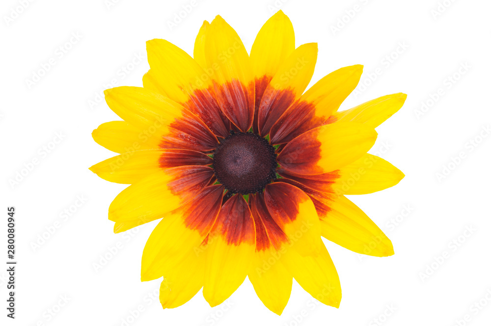 Fototapeta premium Top view of a beautiful blooming Rudbeckia flower with yellow petals isolated on a white background in close-up.