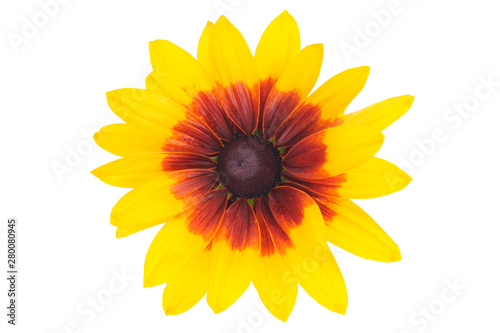 Fototapeta Naklejka Na Ścianę i Meble -  Top view of a beautiful blooming Rudbeckia flower with yellow petals isolated on a white background in close-up.