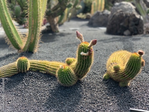 Cactus in pot photo