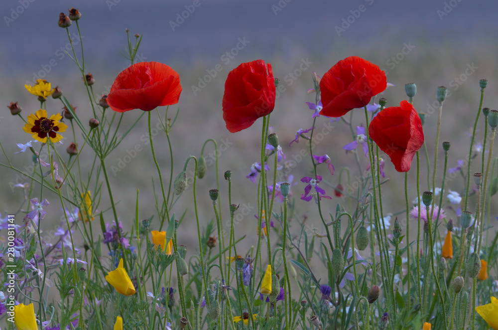 Fototapeta premium Trzech muszkieterów