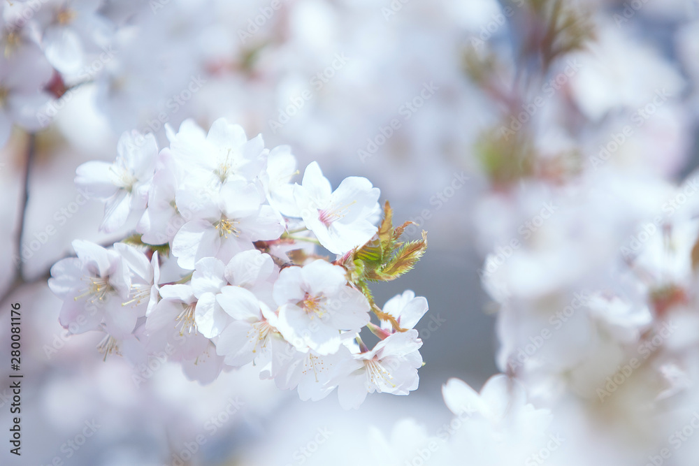 Fototapeta premium wiosna