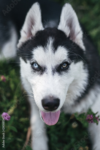 Portrait of a dog. Husky with blue and brown eyes due to heterochromia. Multicolored eyes in the animal.