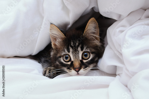 A little tabby kitten looks out from under a white blanket.