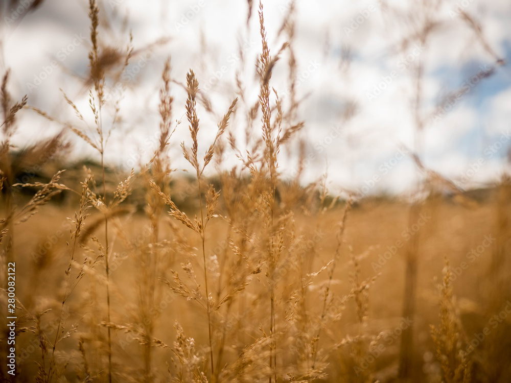 Fototapeta premium grass in the wind