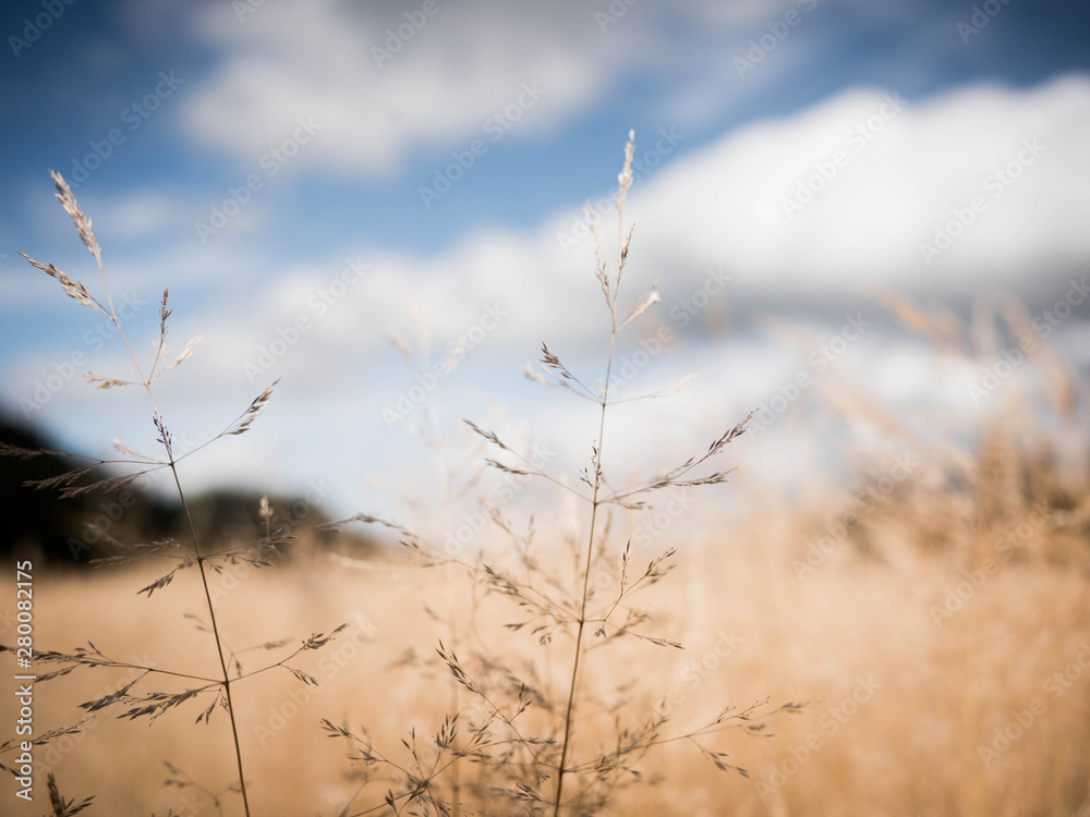 grass and sky grass and sky