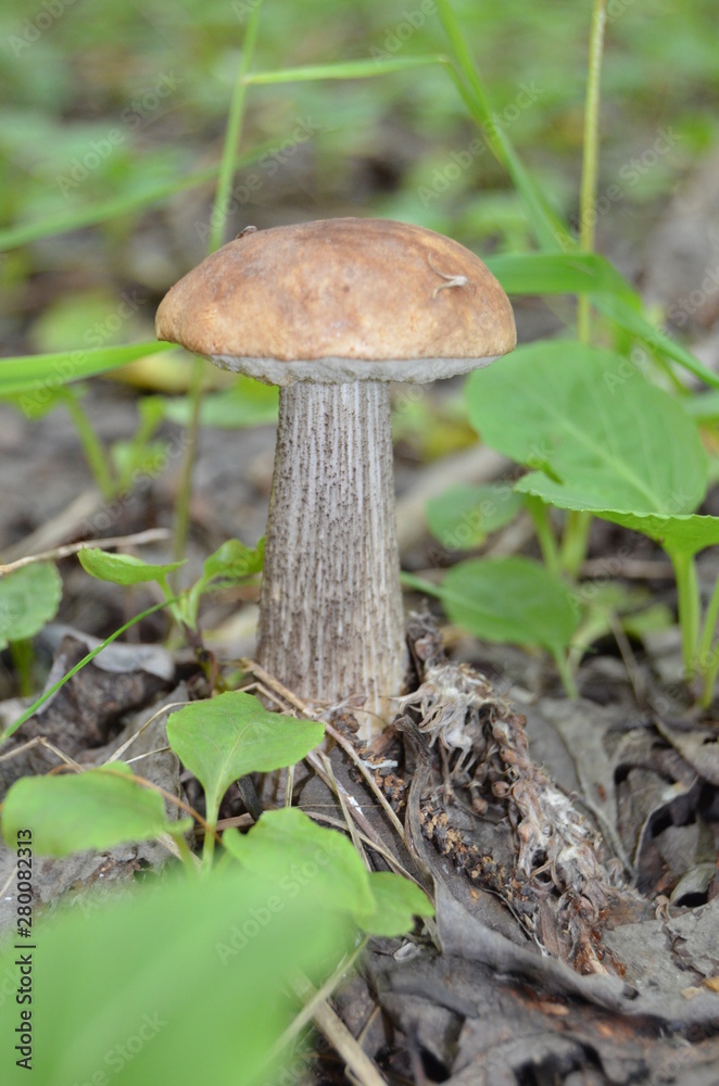 Boletus. Leccinum. Orange-cap boletus. Leccinum aurantiacum Boletus. Leccinum. Orange-cap boletus. Leccinum aurantiacum