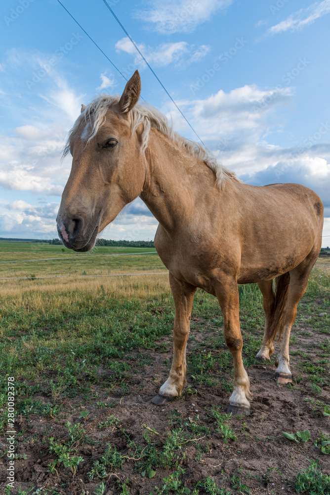 Portrait of a horse close up. Photographed on the ranch.