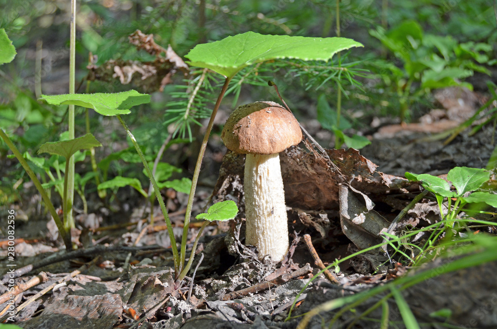 Boletus. Leccinum. Orange-cap boletus. Leccinum aurantiacum Boletus. Leccinum. Orange-cap boletus. Leccinum aurantiacum