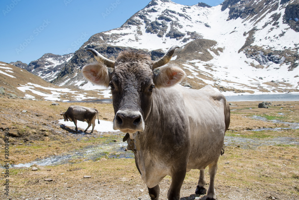 Kühe auf einer Alm in Südtirol mit Bergen und Schnee im Hintergrund