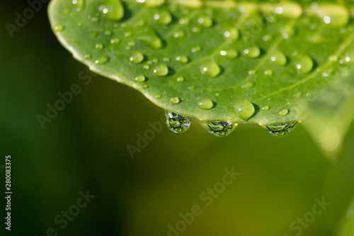 Drei Regentropfen eines erfrischenden Sommerregens mit schönen Regentropfen auf einem grünen Blatt zeigt die Erfrischung und Abkühlung im Sommer und die Quelle des Lebens