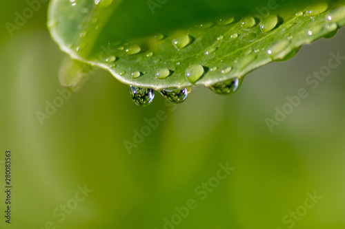 Drei Regentropfen eines erfrischenden Sommerregens mit schönen Regentropfen auf einem grünen Blatt zeigt die Erfrischung und Abkühlung im Sommer und die Quelle des Lebens