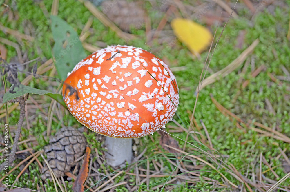 Amanita. Amanita muscaria. Poisonous mushroom Amanita. Amanita muscaria. Poisonous mushroom