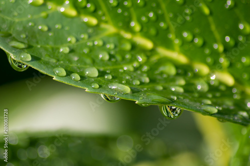 Erfrischender Sommerregen mit schönen Regentropfen auf einem grünen Blatt zeigt die Erfrischung und Abkühlung im Sommer und die Quelle des Lebens