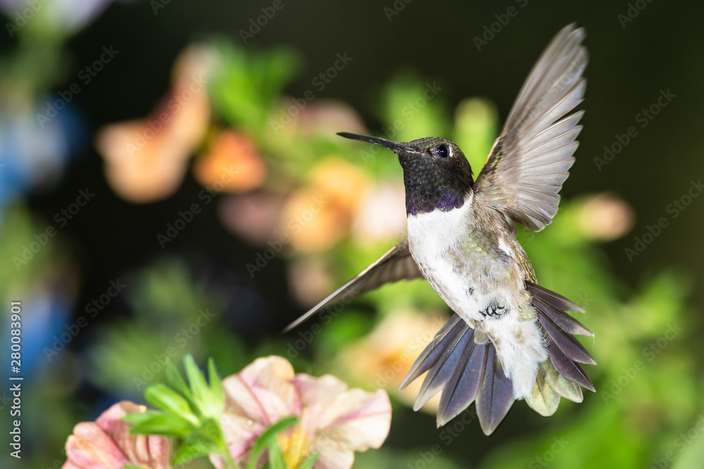 Fototapeta premium Black-Chinned Hummingbird Searching for Nectar Among the Orange Flowers