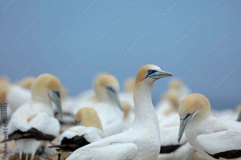 Obraz premium Tölpel in Australien