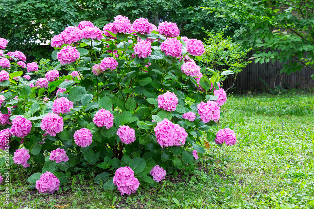 A blooming hydrangea bush in the garden