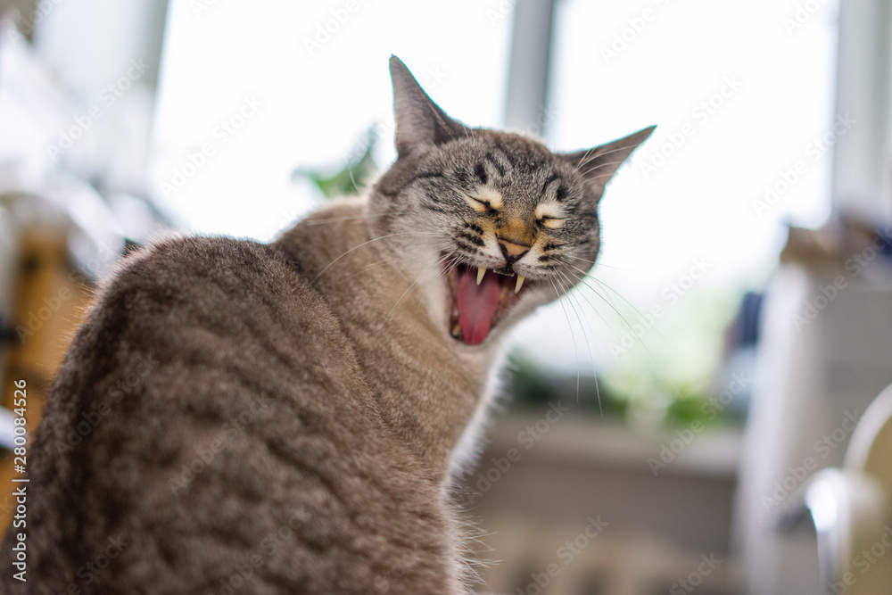 cute cat yawns at the camera.