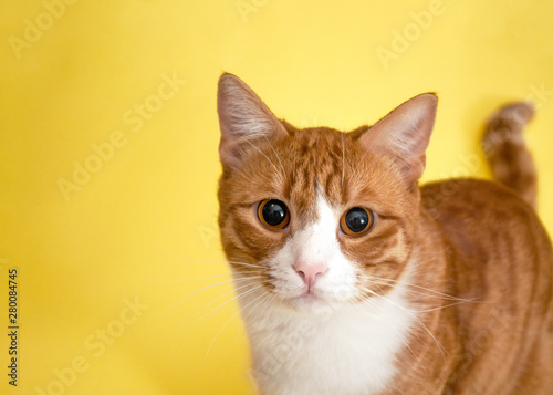 Cute red striped cat on a yellow background looks with a surprise look © Мария Ежова